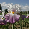 Iris Vullierens - 130
